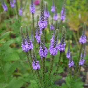 Blue Vervain seeds