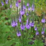 Blue Vervain seeds