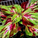 STRIPED RAINBOW COLEUS Unique! Stripes Shade Colorful Large Leaves 10 Seeds