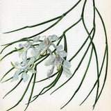 Aerides Vintage Orchid Print by Kaplicka dated 1970   Vintage Orchid Illustration   Vintage Botanical Illustration   32