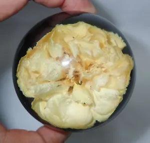Tuberous Begonias Flower in 75 mm Sphere Dome Black Bottom Education Specimen
