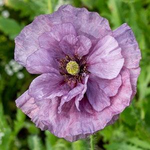 Poppy Flower Seeds - Amazing Grey, Black Beauty, Flanders Poppy, Iceland Poppy, Pierrot Poppy, Prickly Poppy, Planete Rouge du Jura Poppy