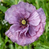 Poppy Flower Seeds - Amazing Grey, Black Beauty, Flanders Poppy, Iceland Poppy, Pierrot Poppy, Prickly Poppy, Planete Rouge du Jura Poppy