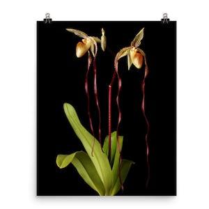 Michael Koopowitz Orchid Print Lady Slipper Orchids Poster Wall Art