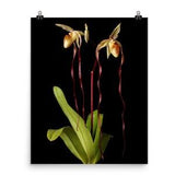 Michael Koopowitz Orchid Print Lady Slipper Orchids Poster Wall Art
