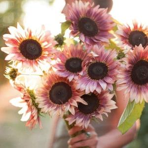 10+ ProCut Plum Sunflower Flower Seeds / Single Stem Sunflower / Plum-to-Cream Bicolor Blooms / (#31)- 10)