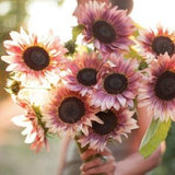 10+ ProCut Plum Sunflower Flower Seeds / Single Stem Sunflower / Plum-to-Cream Bicolor Blooms / (#31)- 10)