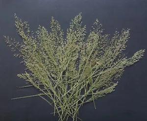 Pressed Tiny branches Flowers Real and Natural Dried Flowers DIY Decor Art