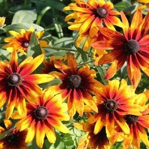 Rudbeckia Black Eyed Susan Flowers 1g - 200 Seeds - Rudbeckia Hirta NON GMO