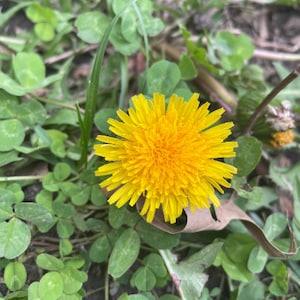 Italian Dandelion Seeds