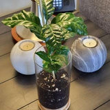 Rooted Coffee Plant Exotic Plant 'Arabica Type' In nice Glass Pot