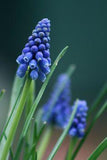 Muscari Flower Delivery
