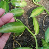1 Pot Vanilla Variegated Long Plant Phyto Home Garden Outdoor Plants Yard, Garden