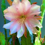 1 cutting/ leaf/ stem Rare Vanilla Sunset Epiphyllum Orchid Cactus 6-8???