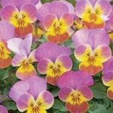 15 Rose Antique Gem  Flower Seeds.