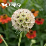 STARFLOWER PINCUSHIONS DRUMSTICK - 15 seeds - Scabiosa stellata - Annual flower