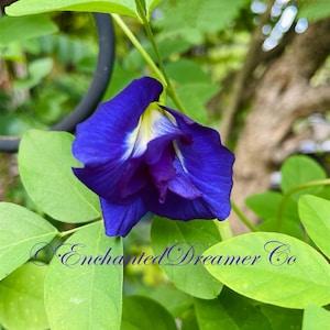10 Organic Double Butterfly Pea Seeds, Clitoria Ternatea CL0210