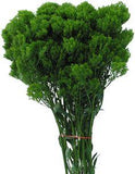 Jade trachelium: all year Flower Delivery