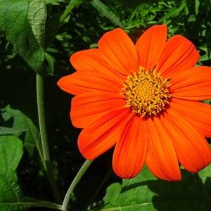 Florist choice! Torch Tithonia rotundifolia Mexican sunflower heat & drought resistant 50+ seeds New!