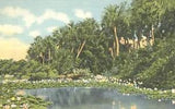 Water Lilies in Bloom in the Sunny South 1935 Postcards