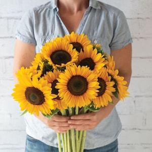 Classic yellow Sunflower seeds for planting - Sunrich Summer Provence