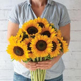 Classic yellow Sunflower seeds for planting - Sunrich Summer Provence