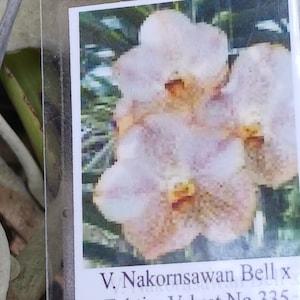 Orchid Vanda Nakornsawan Bell x Tubtim Velvet no 335 Tropical Hanging Plants
