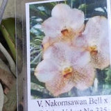 Orchid Vanda Nakornsawan Bell x Tubtim Velvet no 335 Tropical Hanging Plants