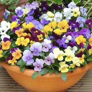 20+ Seeds / Horned Pansy Mix / Scotch Hybrids Mix Pansy / Viola cornuta / (G24)B