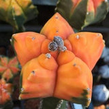 Astrophytum Myriostigma Mutant Mix Cactus Seeds