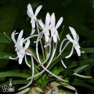 V. falcata Furan  ?L?m