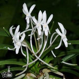 V. falcata Furan  ?L?m