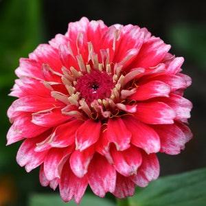 Florist Choice! Zinnia-elegans "Ice Queen " Bi-colored petals Rose Pink white tips | cutting | 25+ seeds Free US Shipping