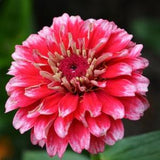 Florist Choice! Zinnia-elegans 