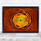 Ranunculus Persianbuttercup Abstract Flower Redflower Rose Wall Art Print