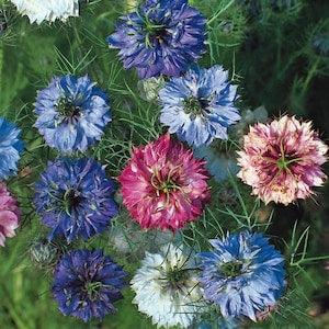 100 Pcs  Love in a Mist mix Flower Seeds- Nigella Damascena Jewel Mix Flower/Purple Blue/White/Pink/Red/White/ Rose/ (FL167)