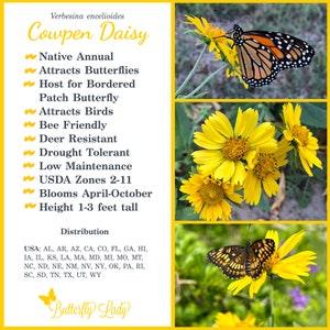 Cowpen Daisy (Verbesina encelioides)   Packet of 25 seeds with New!