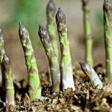 Mary Washington Asparagus Seeds - Asparagus Officinalis - Prolific, Delicious, and Perennial