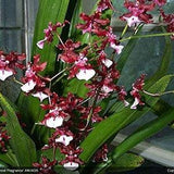 Onc. Sharry baby "Chocolate orchid "