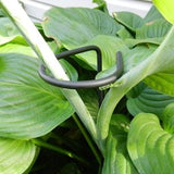 Flower stalk stakes, Dahlia stakes