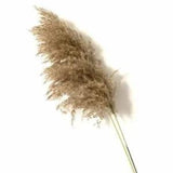Wedding Flowers Real Big Pampas Grass Large Size Decor Natural Dried Flowers