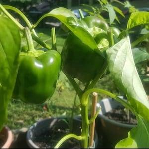 Green Sweet Bell Pepper Seeds *KEYSTONE DISEASE-RESISTANT