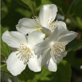 Seringat, Philadelphus : plantation, taille, bouture Flower Delivery
