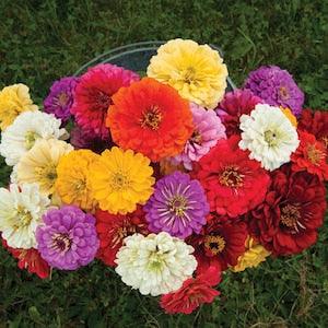 Zinnia Flower Seeds (Dahlia type) - A mix of large Dahlia-type flowers, excellent for cutting