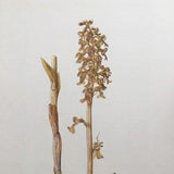 1960 BIRD'S-NEST ORCHID Print - Vintage Botany Print - Flower Illustration - Flower Wall Art - Vintage Flower & Plant Print - 63 Years Old