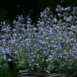 BLUE CALAMINTHA MINT Marvelette Hardy Perennial Blooms All Season Long! 5 Rare Seeds