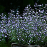 BLUE CALAMINTHA MINT Marvelette Hardy Perennial Blooms All Season Long! 5 Rare Seeds