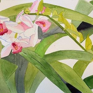 Orchids