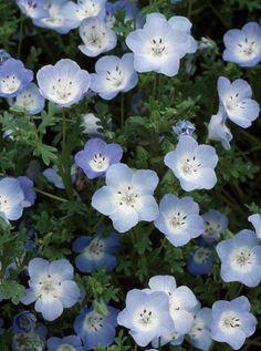 The 9 Most Beautiful Blue Flowers Flower Delivery