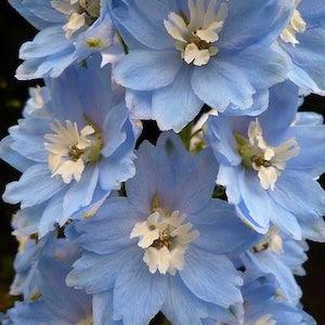 40 Seeds Cottage garden Cut flower Seeds -  summer blue
